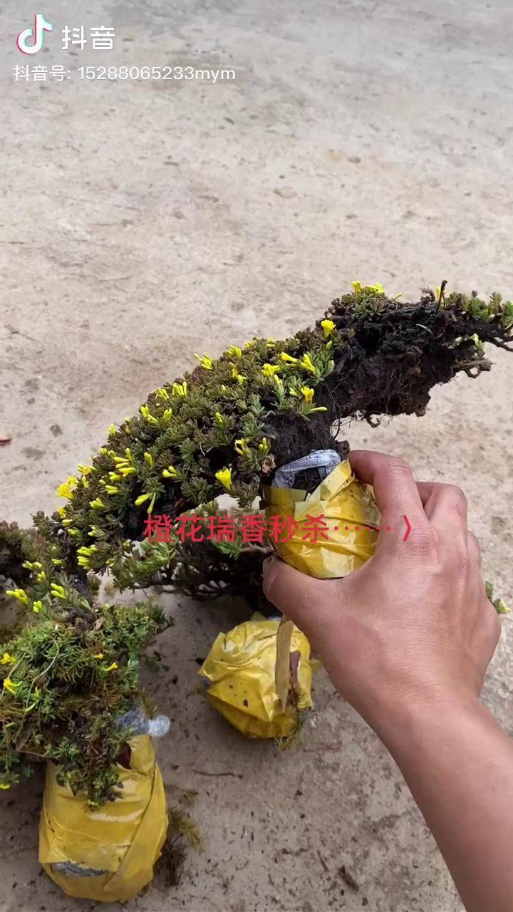 米叶橙花瑞香doudream创作者计划橙花瑞香热门掌上盆景植物造景微景观