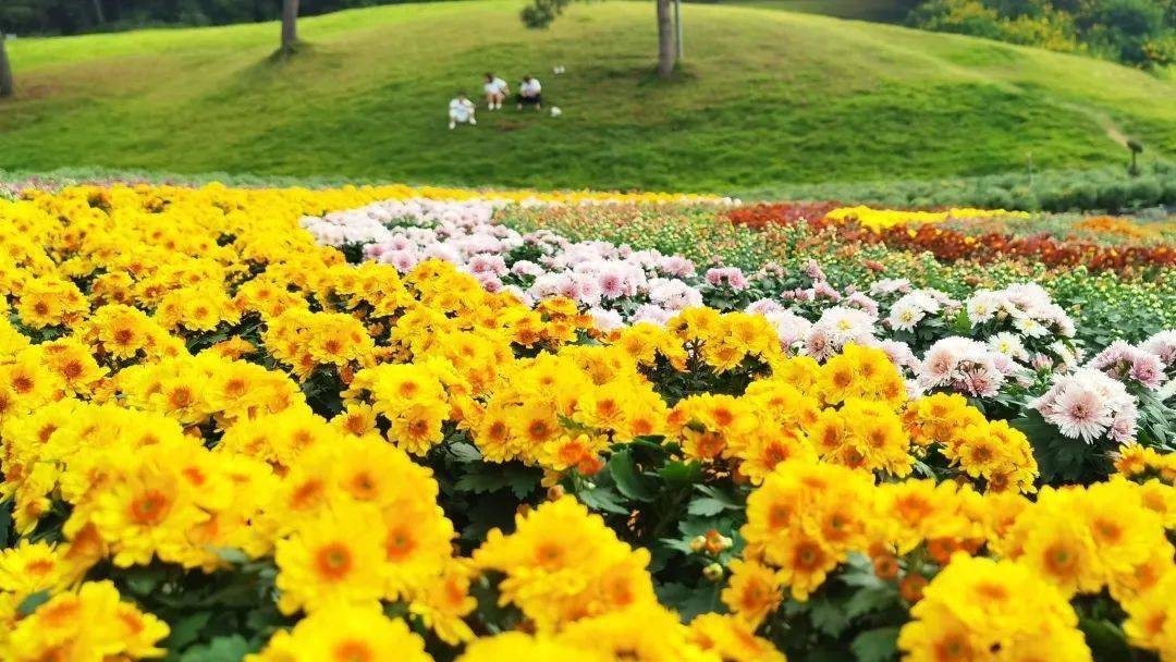 百媚。来这里还可以品尝到菊花茶、菊花宴、菊花饺、菊花酒等特色餐饮。◆ 黔西南--放马坪◆ 秋天的霞光