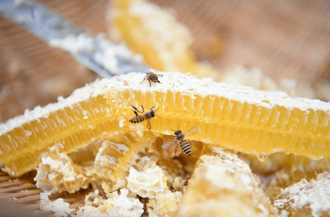 乡村振兴余庆故事 陈远志 让 小小蜜蜂 变身富民产业 蜂蜜