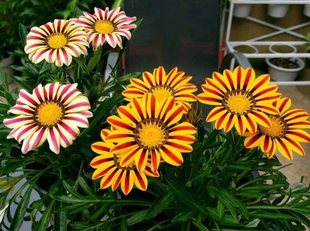 5种小清新菊花 花期长 花量大 秋天值得入手 白晶菊