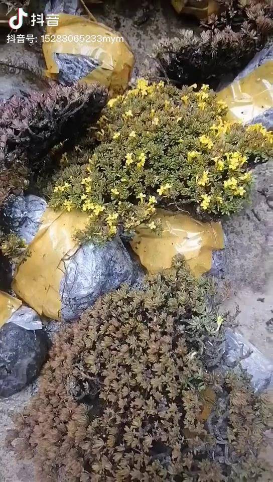 橙花瑞香 雪山精灵,掌上盆景,花很香!掌上盆景