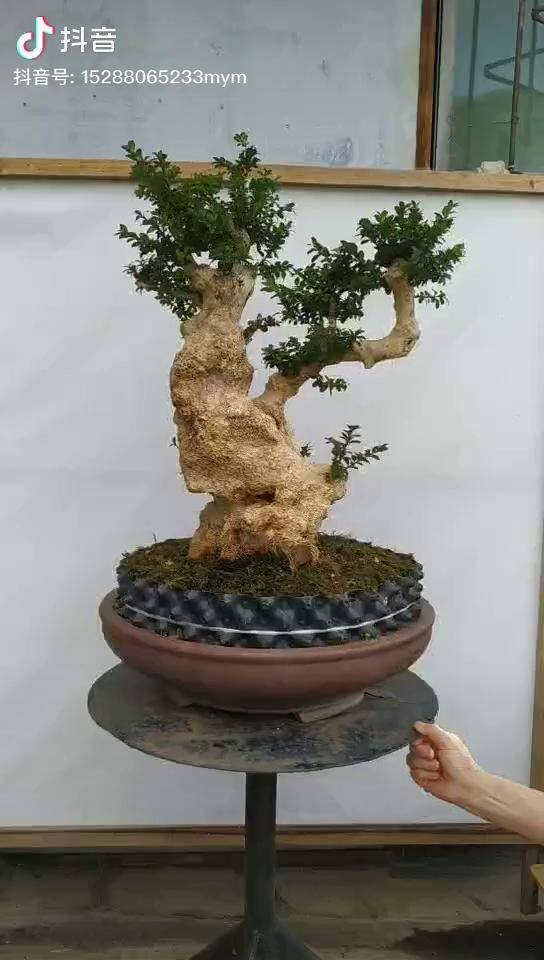 珍珠珍珠黄杨