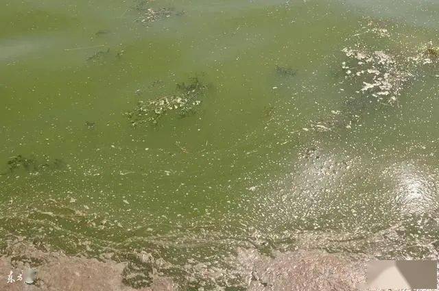 过硫还有去除池塘表面的"油膜""水锈"的作用.