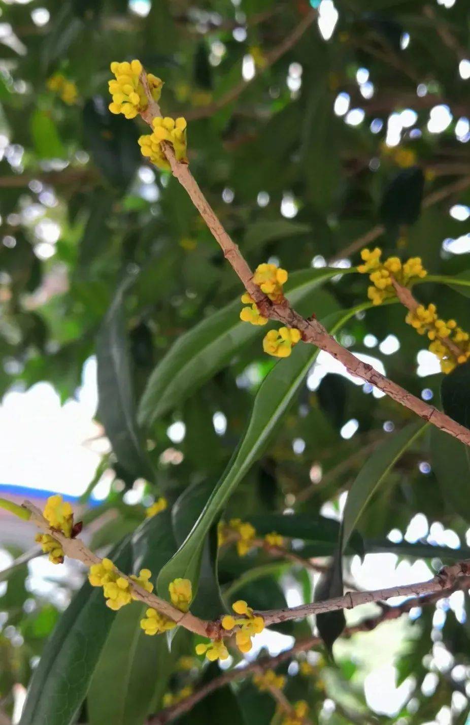 桂花是什么季节开的(桂花是什么季节开的是什么颜色)