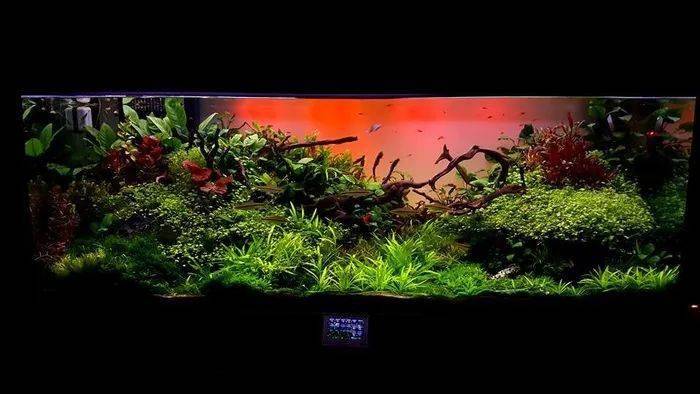 一个设备控玩家的1米5大草缸令人叹为观止