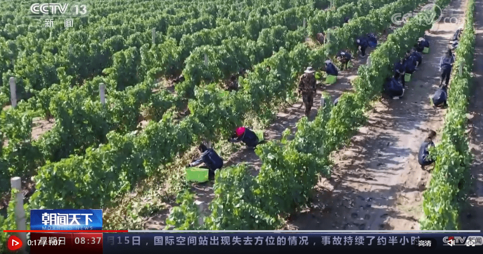 酿酒|【丰收中国】宁夏吴忠:红寺堡区10余万亩酿酒葡萄喜获丰收