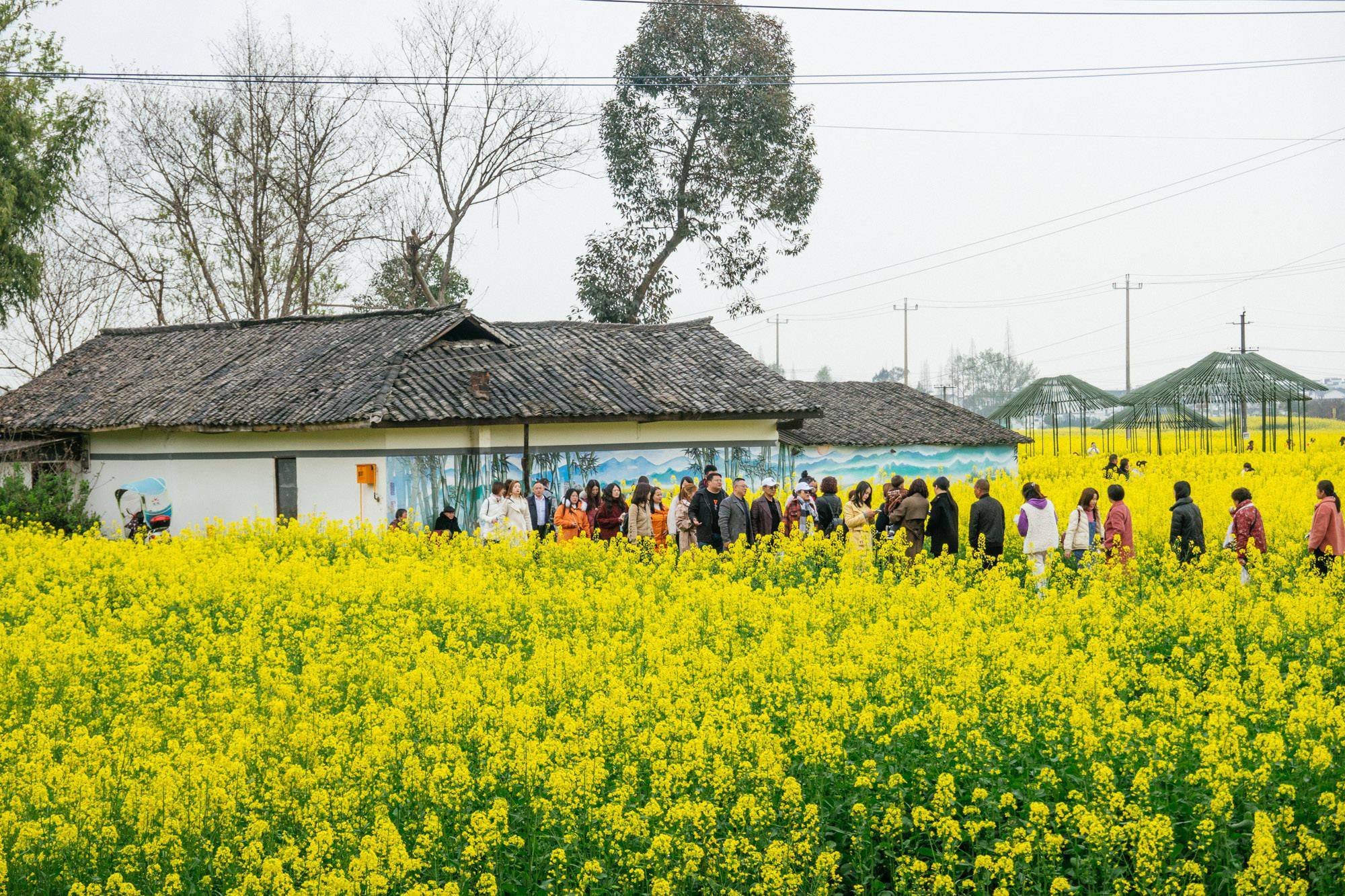 道明竹艺村油菜花图片