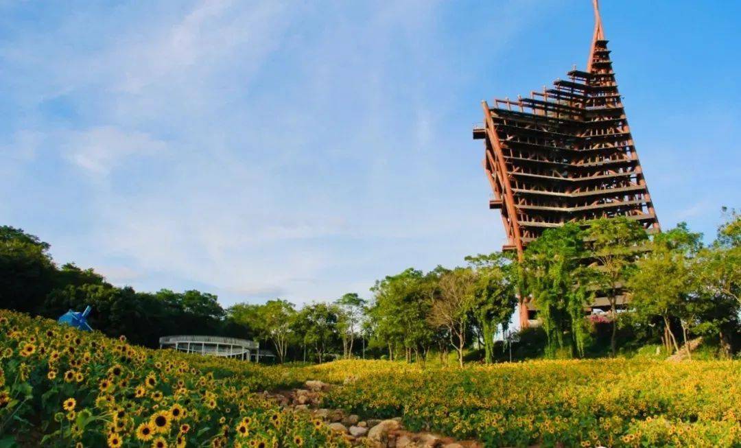 绝美南宁这片花海已经盛开一眼望去让人沉醉