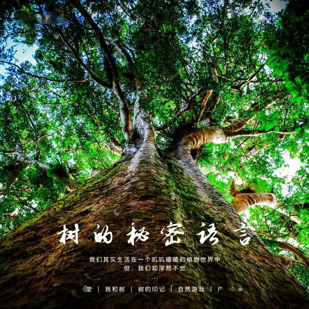 金翅膀研学森林课程树的秘密语言