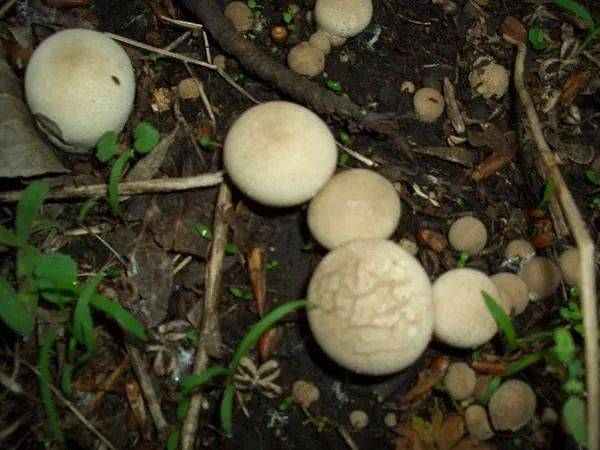 马泡菇文/黎改梅末伏结束的第三天,我在菜园子樱桃