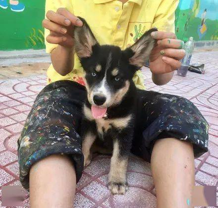 萌图网友带哈士奇到农村老家，没想到几个月后，居然收到它的私生子！