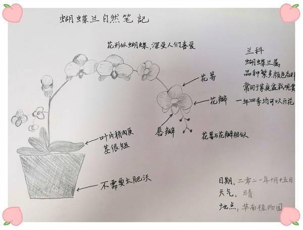 华南植物园奇妙的兰花自然观察科普课程招募