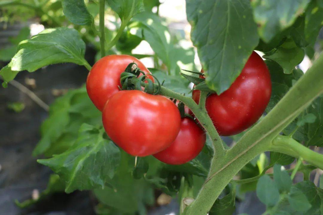 优质农产品——黑山村嘎啦果柿子