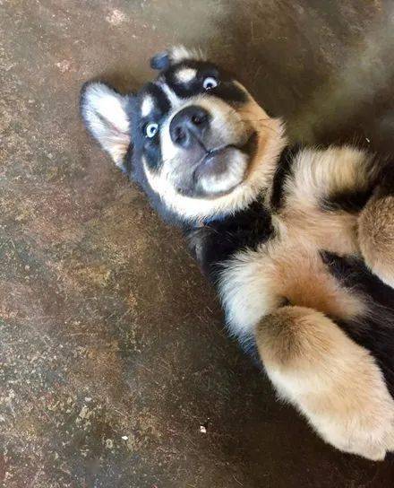 萌图网友带哈士奇到农村老家，没想到几个月后，居然收到它的私生子！