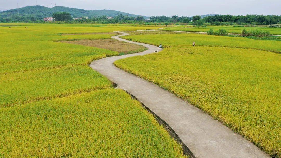 曲江超人气"s"形稻田迎来丰收盛景,美成一幅油画