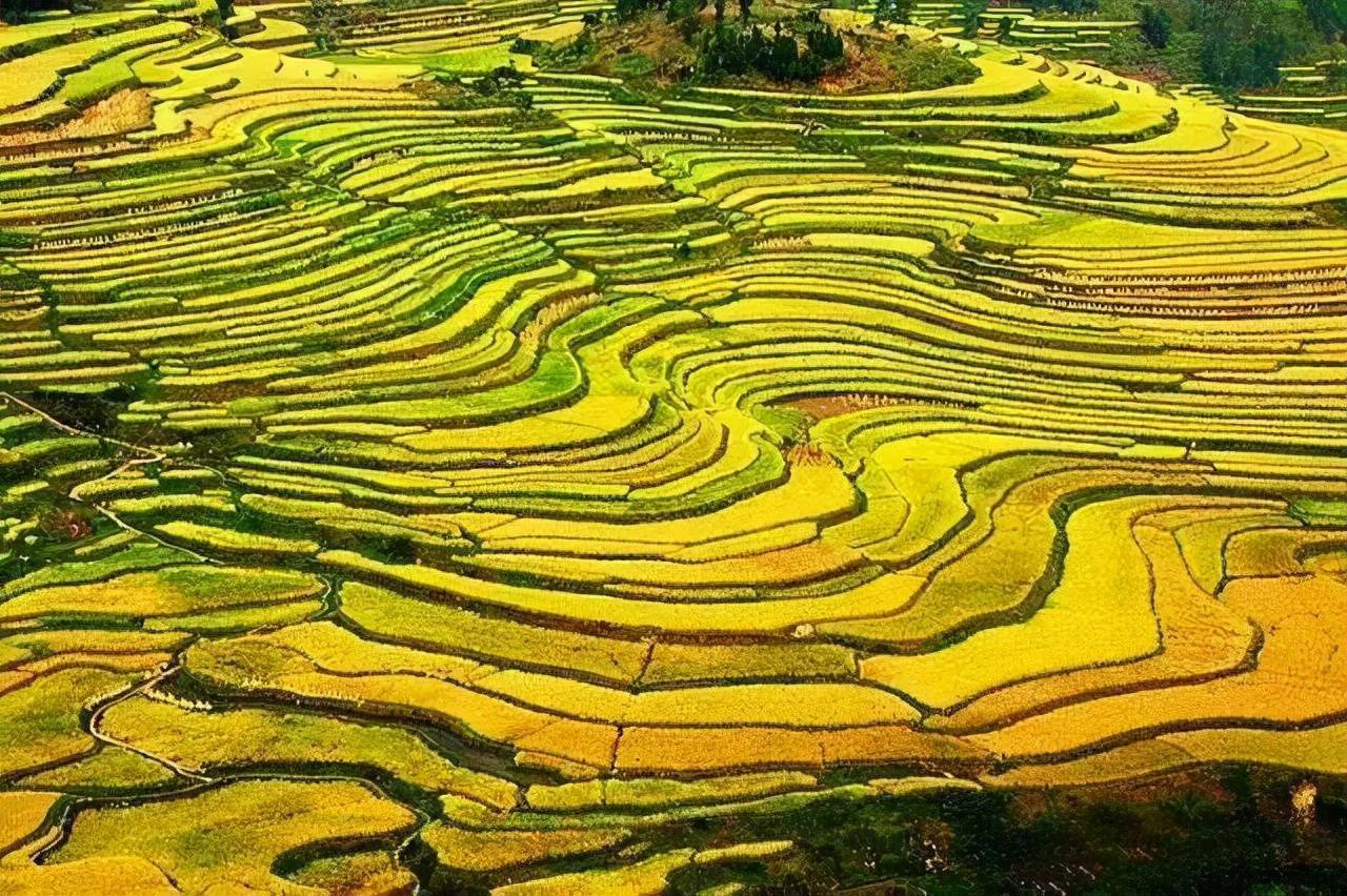 秋天的加榜梯田,是金色的海洋,也是贵州稻田最美的地方