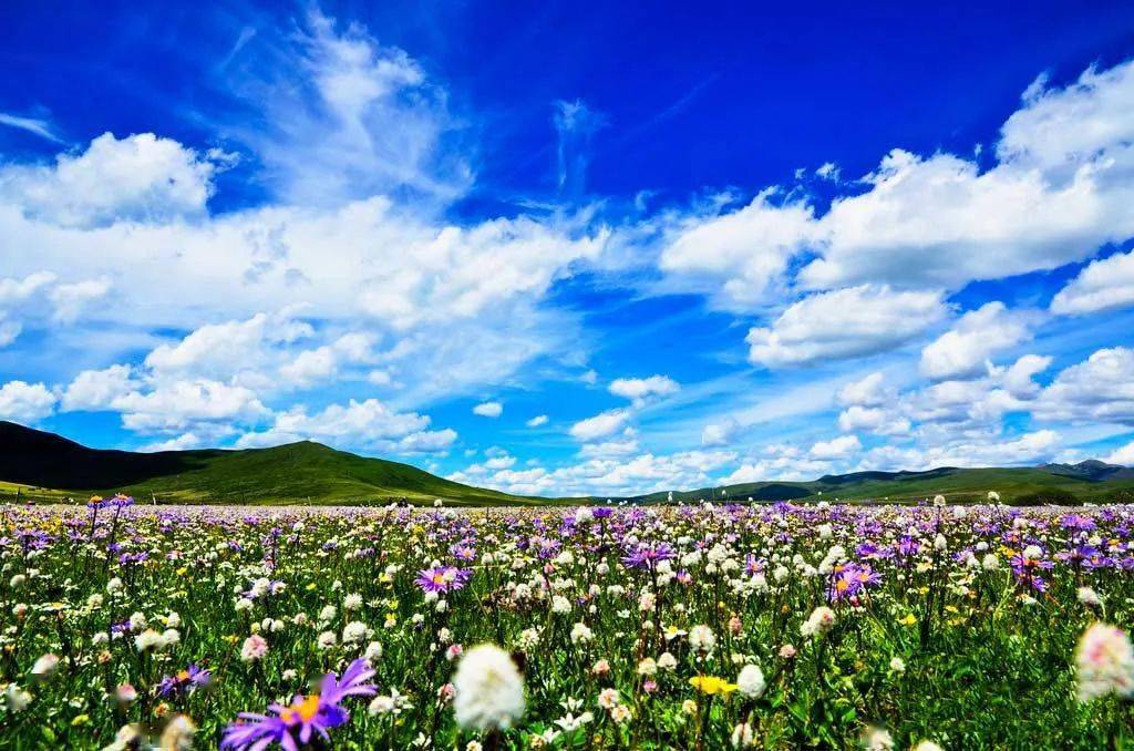 我国值得一去的10个草原帧帧如壁纸让你感受生机与活力