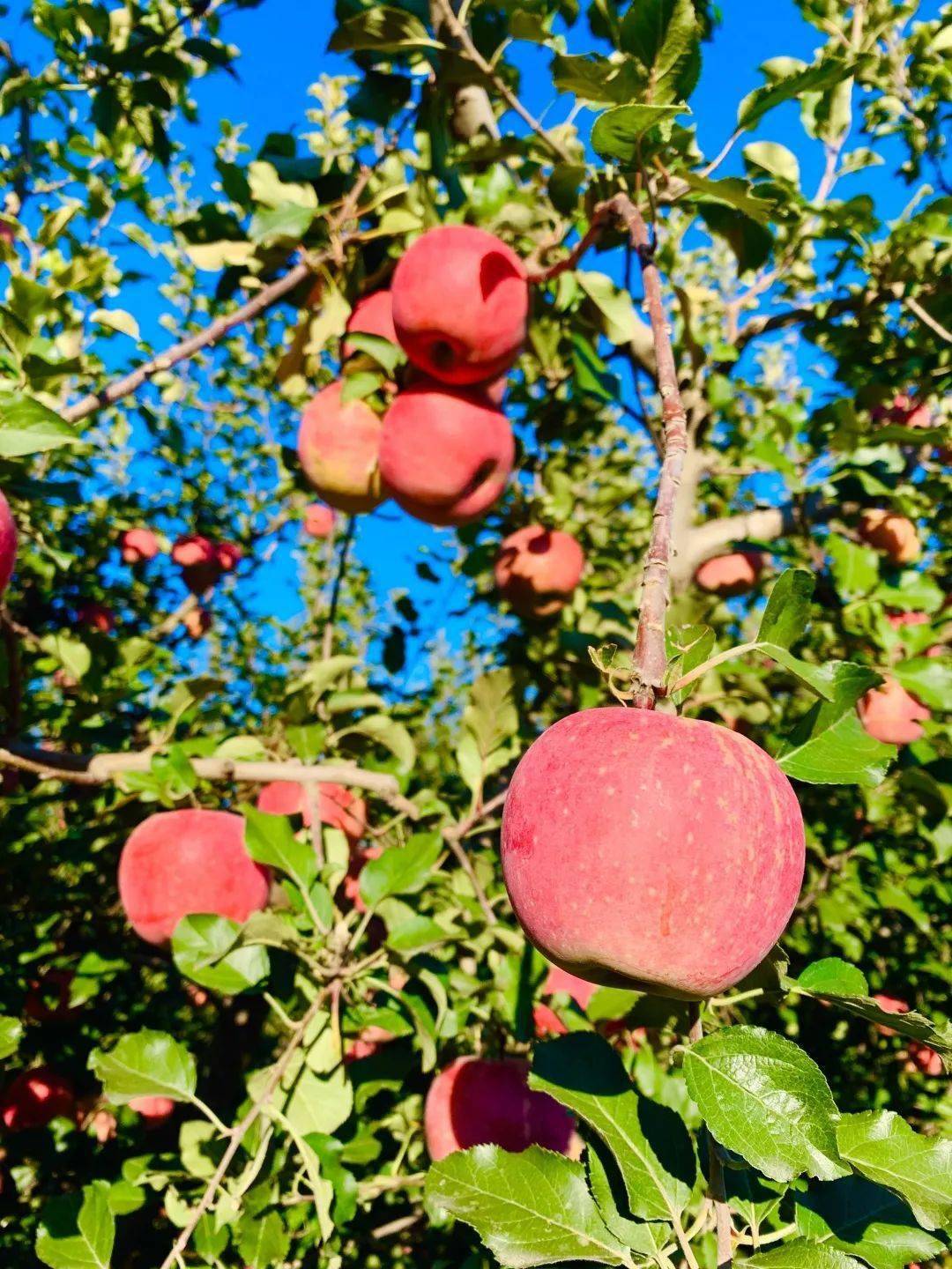 青爱的平谷峪口镇又到苹果成熟季采摘尝鲜正当时