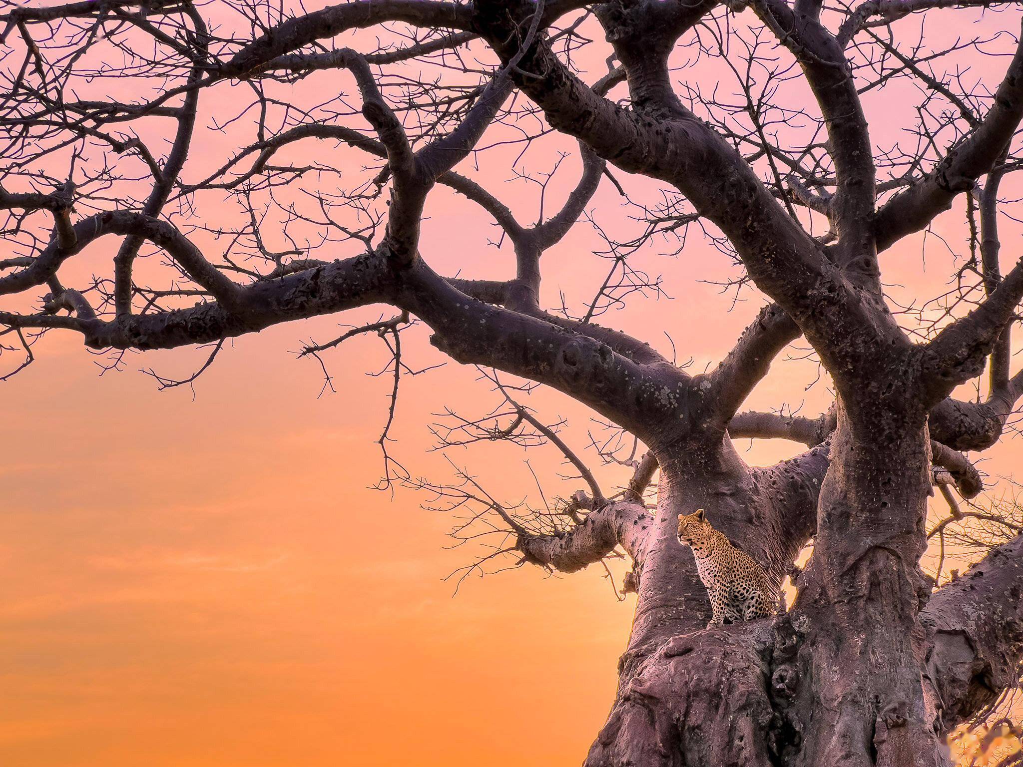 译文iphone13pro相机体验如何听听专业摄影师austinmann怎么说