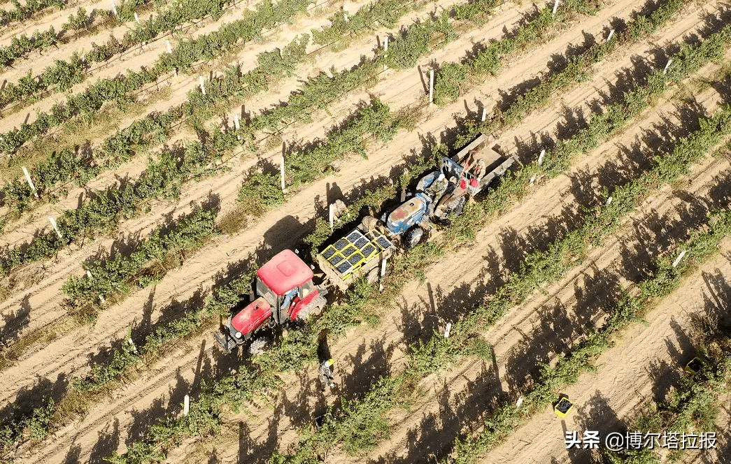 酿酒|“酿”出美好生活！博乐市乌图布拉格镇葡萄飘香