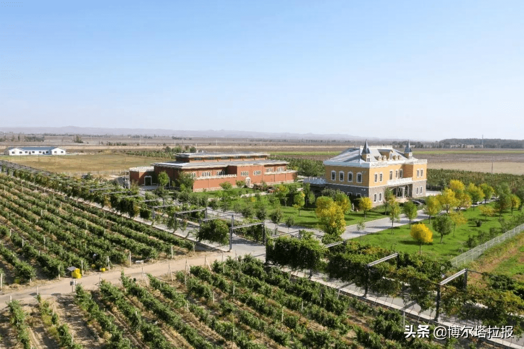 酿酒|“酿”出美好生活！博乐市乌图布拉格镇葡萄飘香