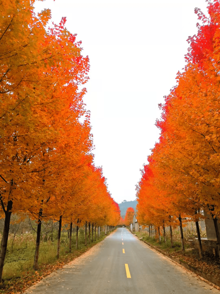 距宝鸡市区最近的两处红枫观赏地