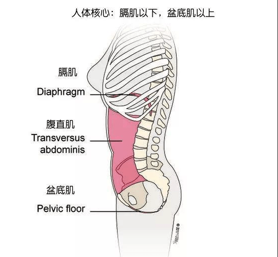 全身最大的扁肌图片