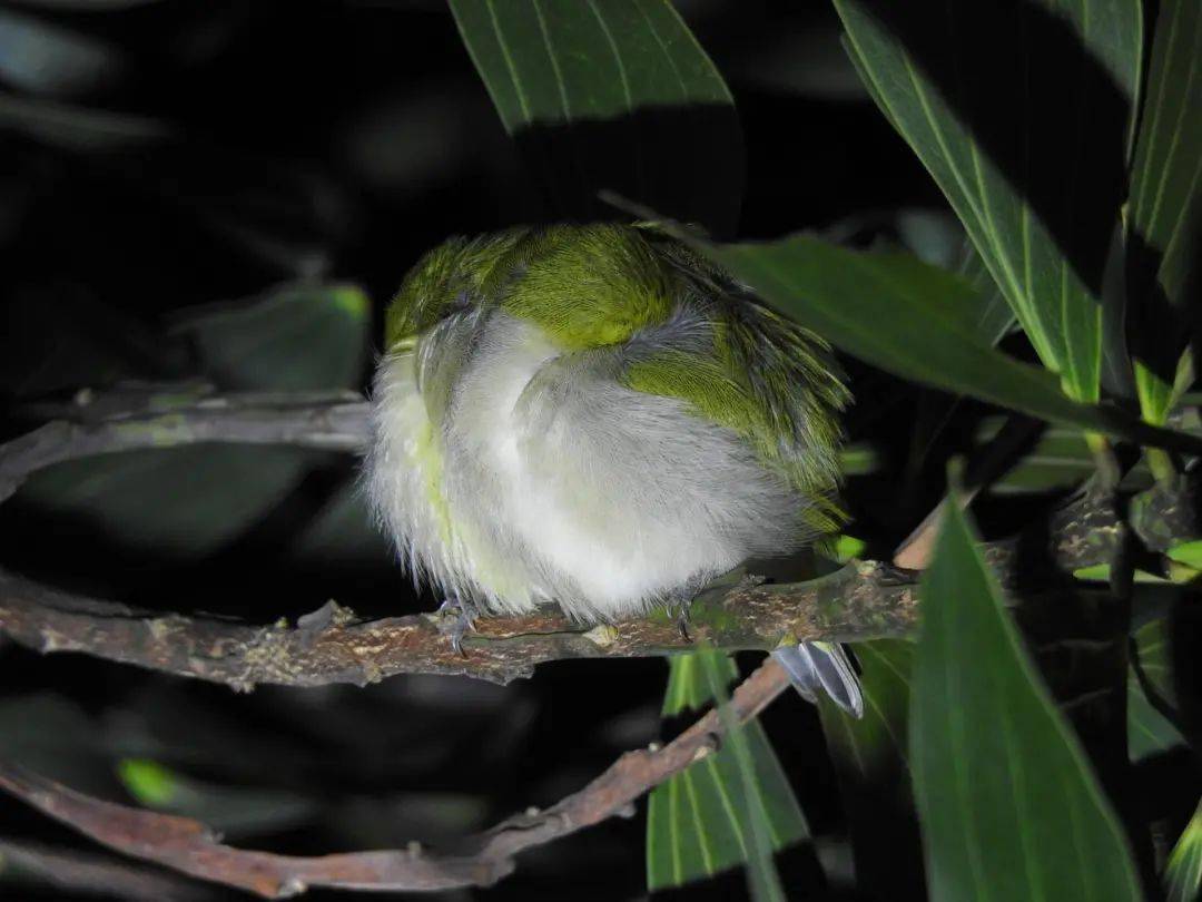 有趣的是,暗绿绣眼鸟喜欢成双成对地睡觉,它们紧紧贴在一起,各缩起一