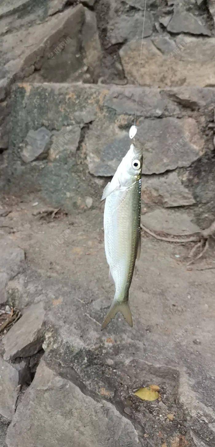 路亚成长之和白条干上了