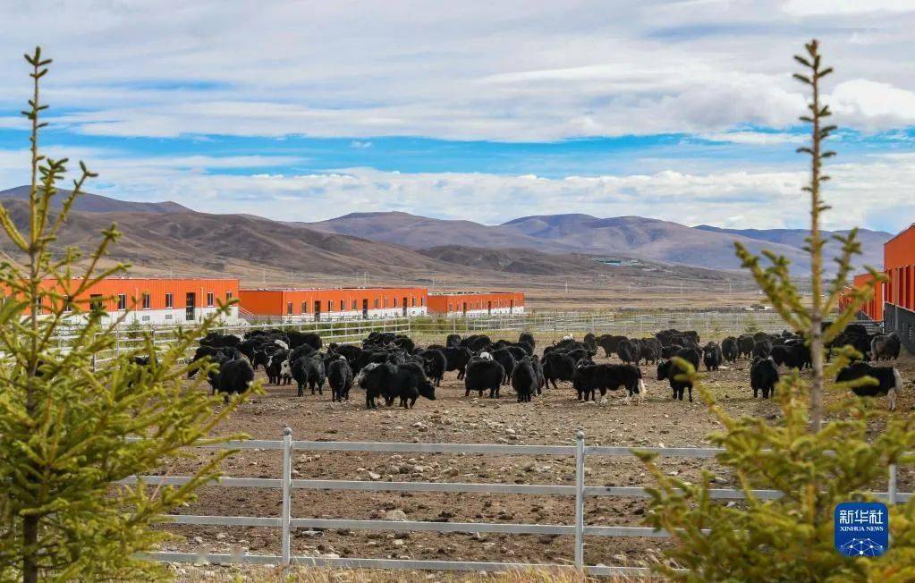 川西高原牦牛育肥忙