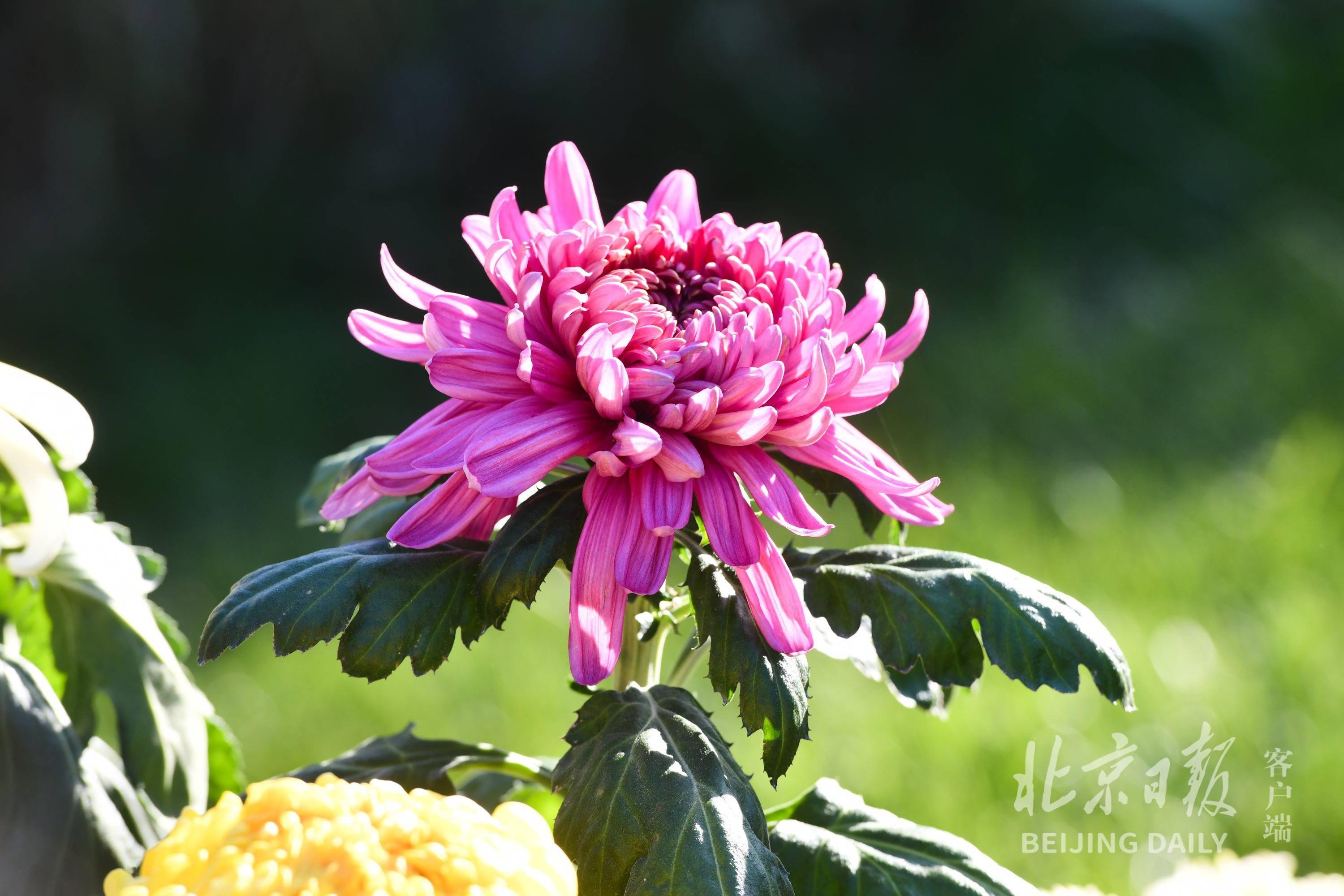 北京天坛公园菊花展明天开幕!今年什么样?这里提前观赏