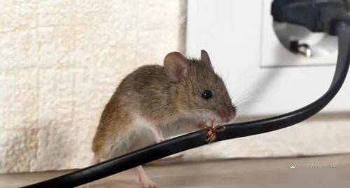 老鼠为什么不进老鼠笼