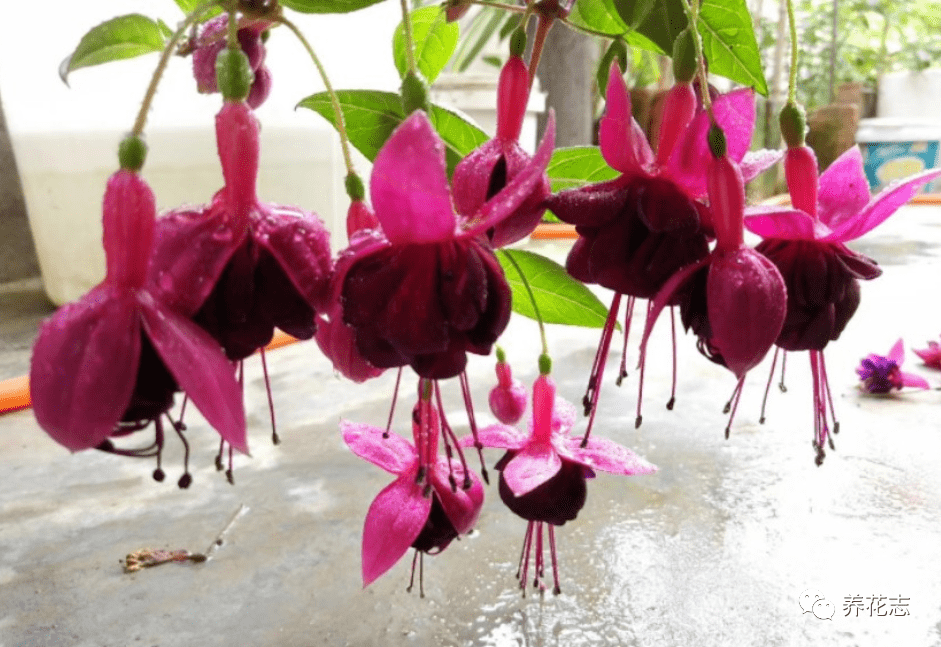 阳台上盆栽倒挂金钟,打理好这4点,植株一直开花,美极了!