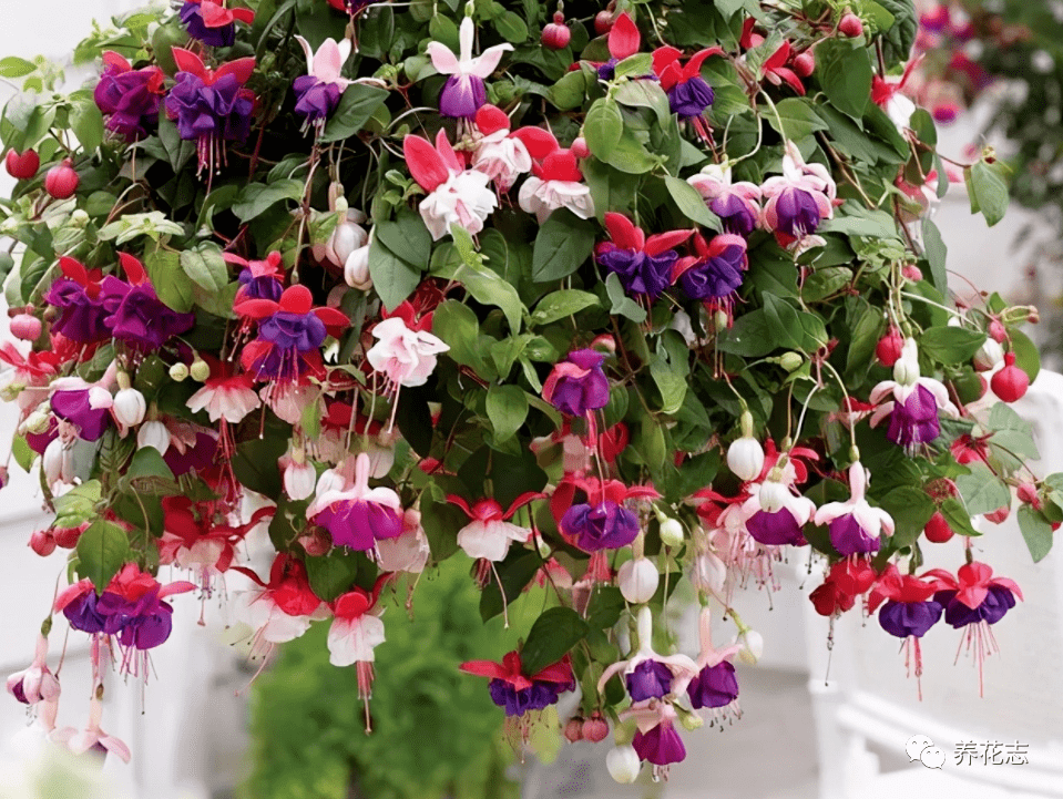 倒挂金钟是一种自然花期为秋冬的观赏性植物,但管理得当的情况下,一年