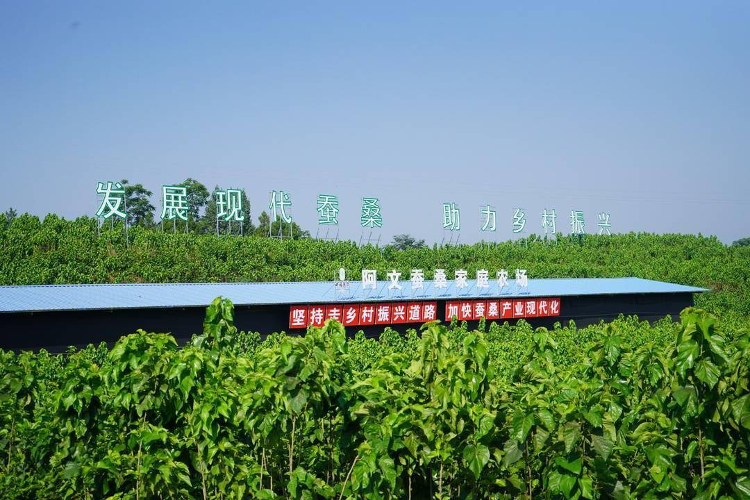 共建智慧蚕桑基地 四川乐至携手重庆璧山融入"成渝双城经济圈"
