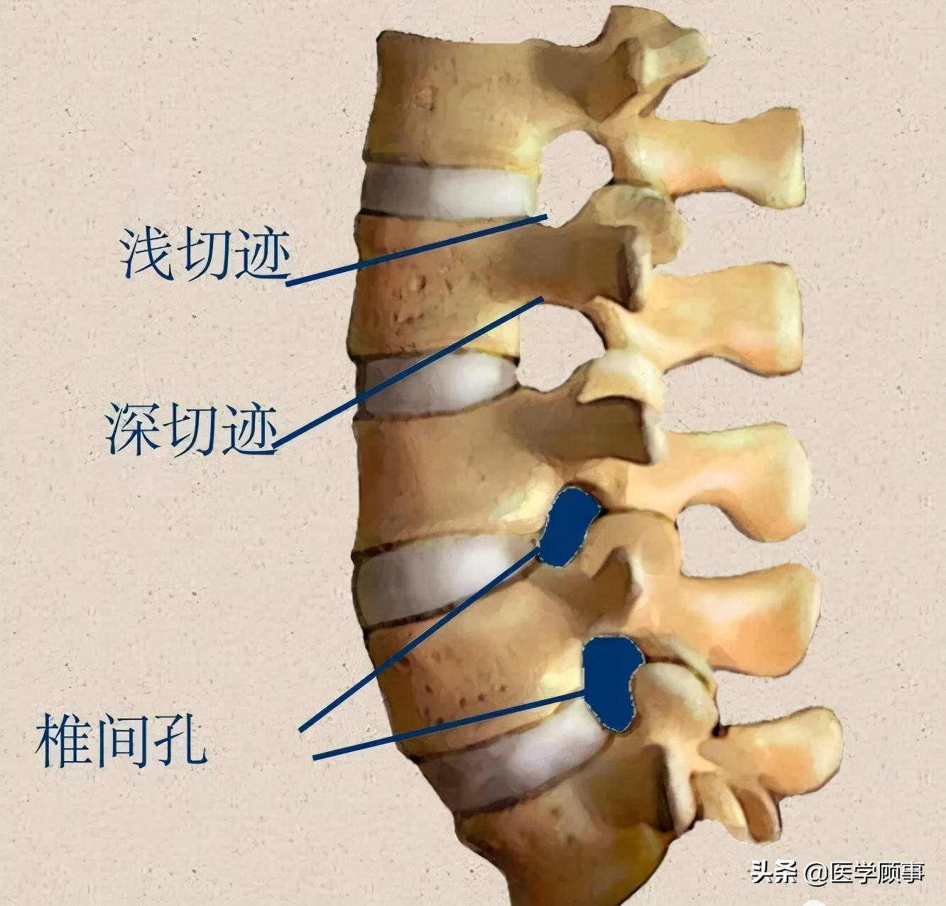 脊柱詳細解剖高清圖文