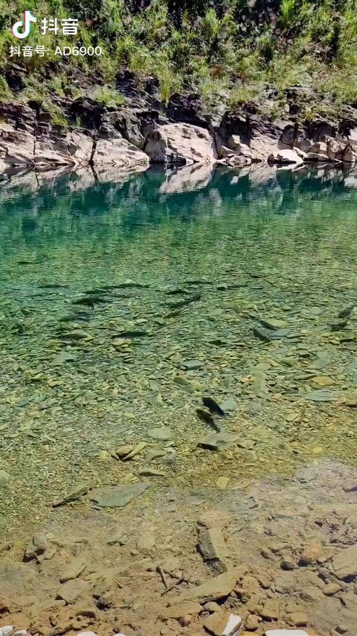 清澈见底水清则无鱼好多鱼都说水清则无鱼谁来解释一下