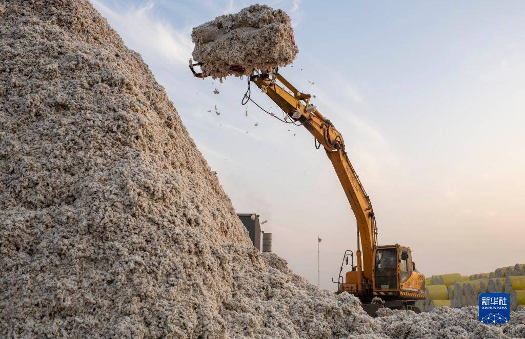 新疆棉花收购忙