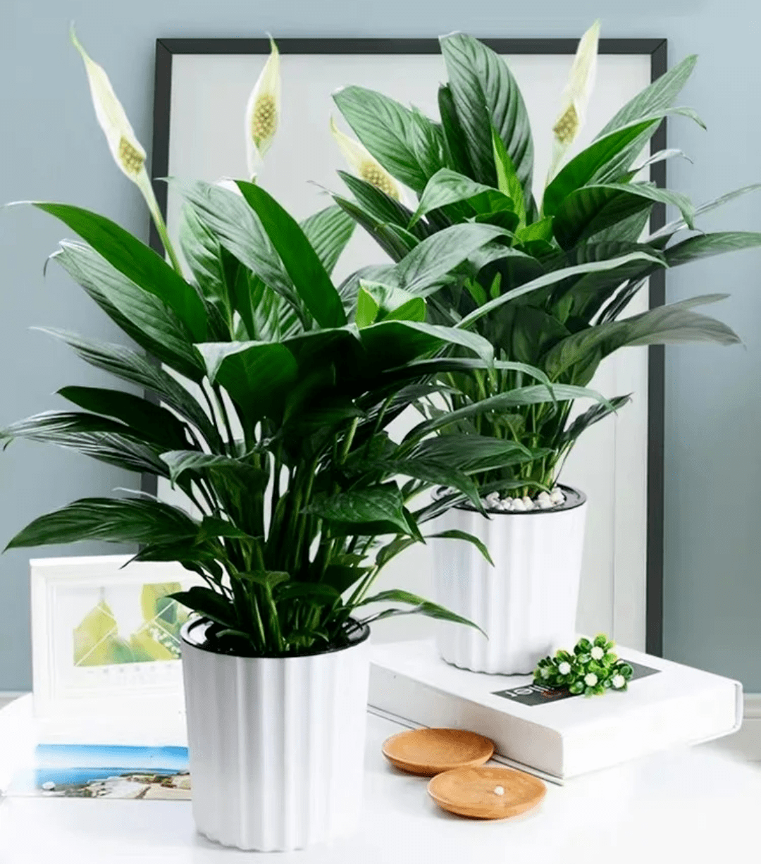 这8款易养活的室内绿植帮你轻松搭配出元气满满的家居环境