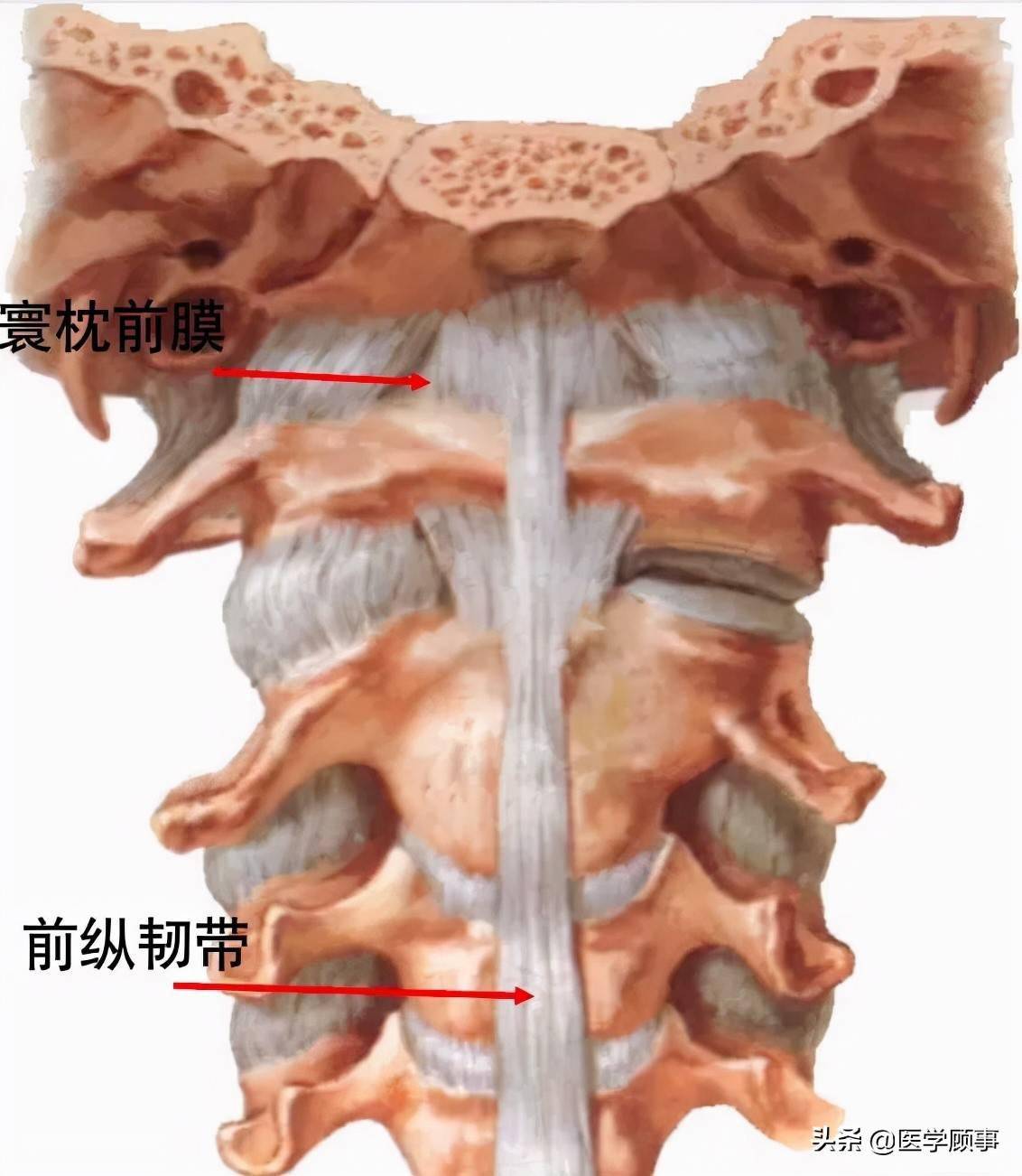 脊柱詳細解剖,高清圖文_頸椎