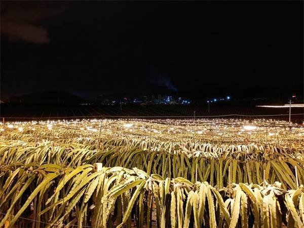 火龙果基地补光灯亮起,近看如一片灯的海洋(央广网发 吴良艺摄)