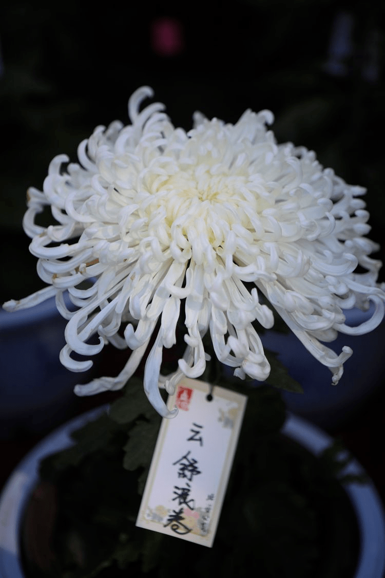 盆景|北海赏菊设单向游览路线