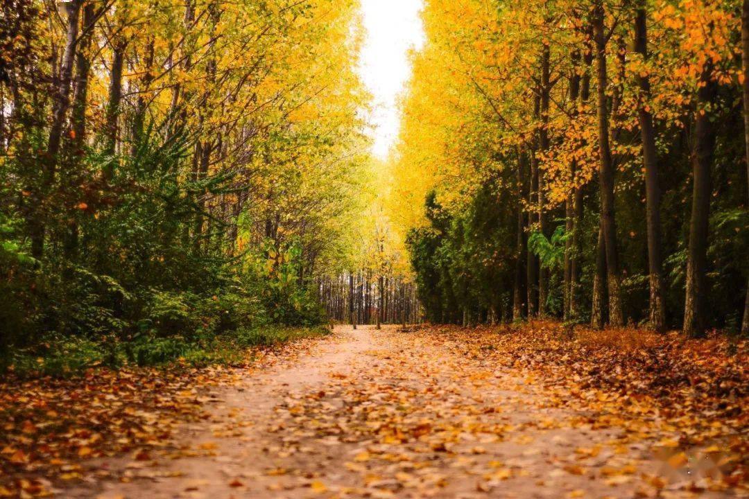 节气霜降寒声隐地初听中夜入梧桐