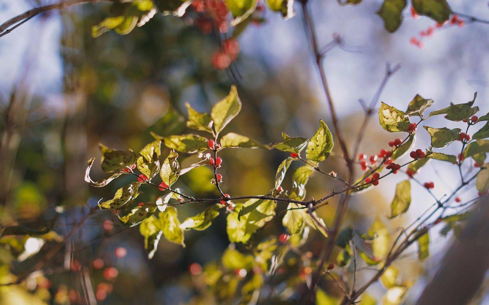 当归|秋止霜降 防寒防乏 饮食“淡补”