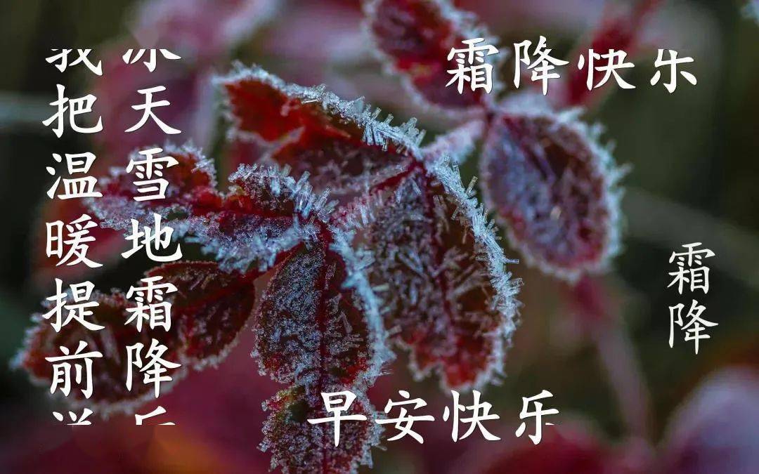 霜降最新版特漂亮鲜花早安祝福图片带字推荐霜降早上好问候语