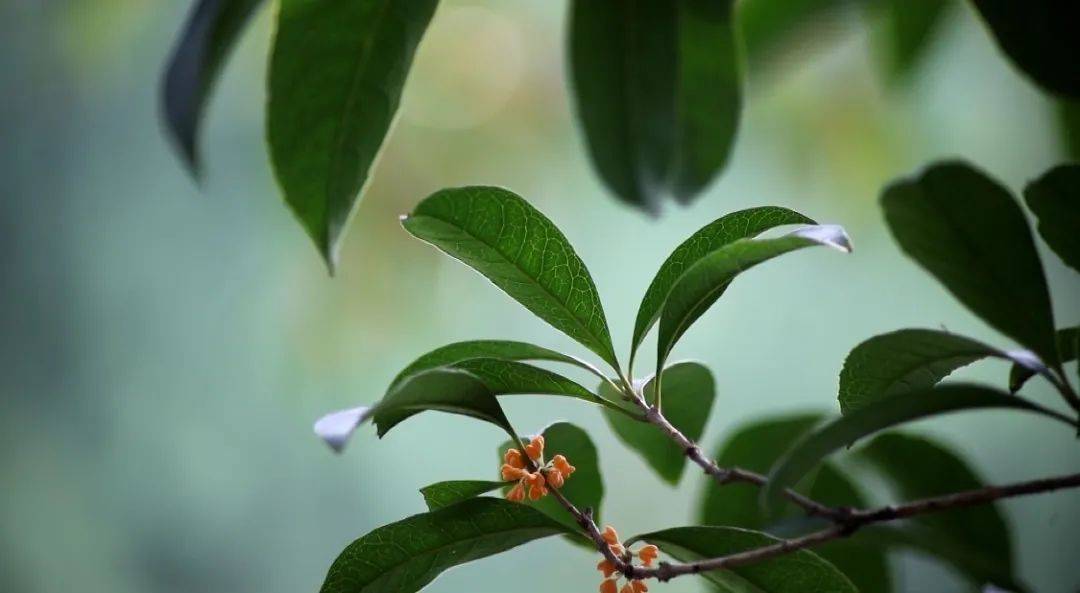 醉人桂花“虽迟但到”！一起跟小布去这里沉醉桂花香