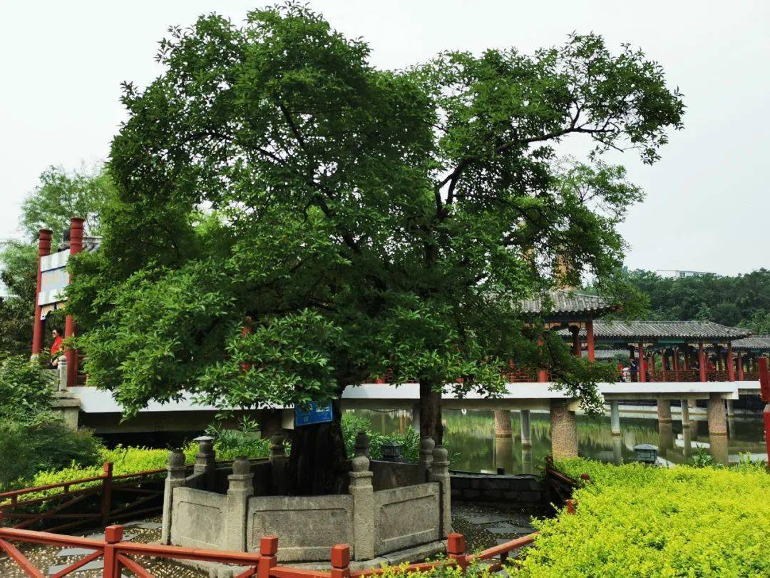 这棵老态龙钟但枝叶繁茂的暴皮柘桑,人们都称之谓"酒树".