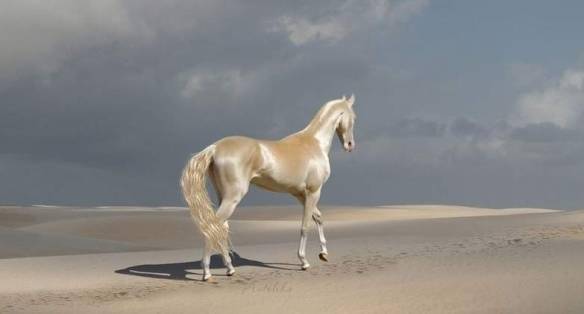 世界上最美丽的金色汗血宝马专家解析闪亮毛发秘密