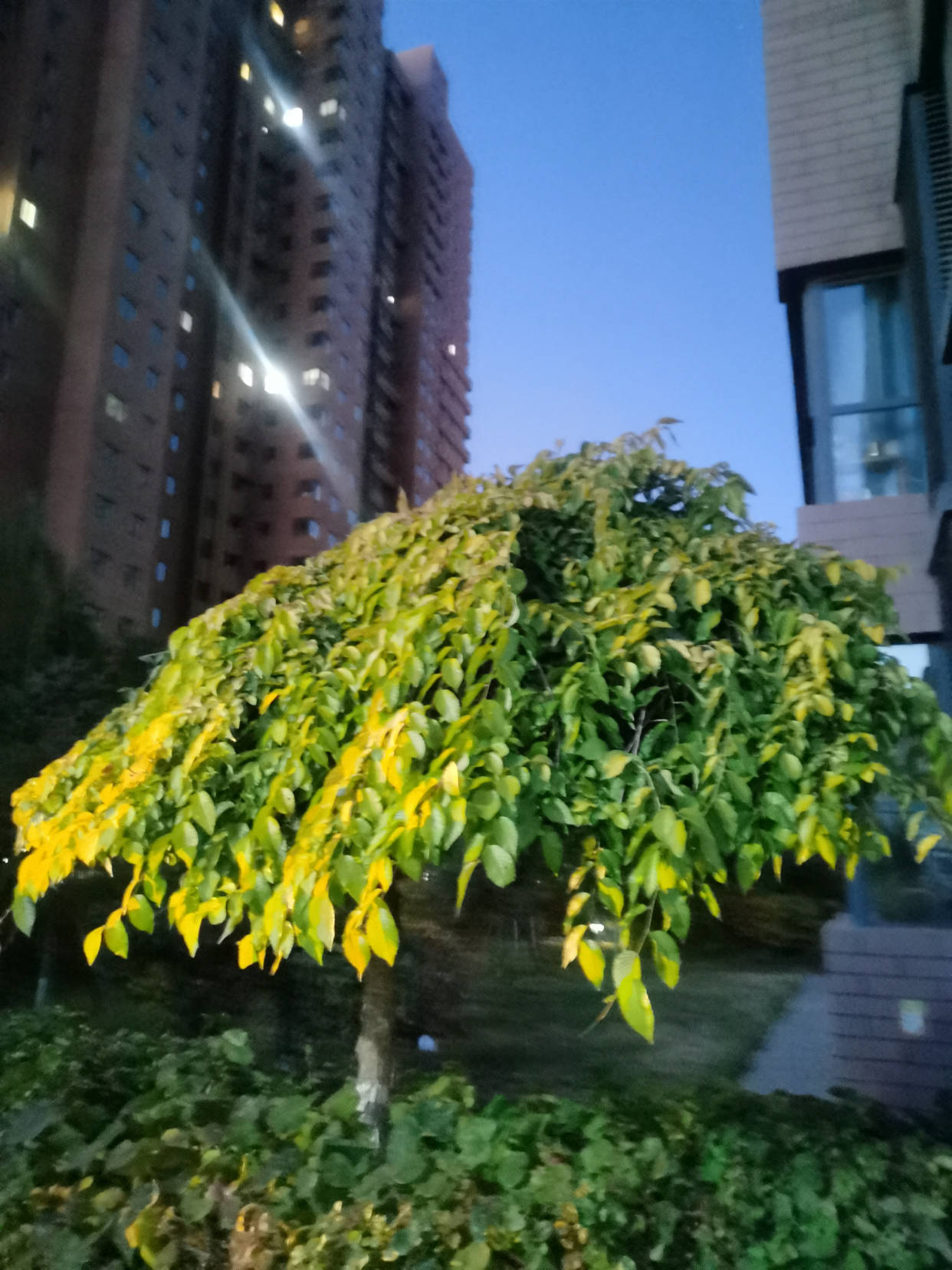 太阳|疫情生活：分明是过街的雨水