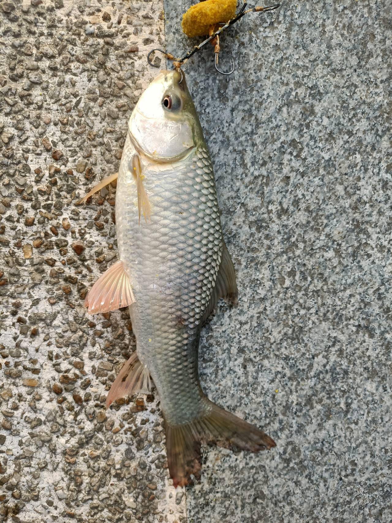 十週年城市中的野釣船過還能連竿鯿魚泰鯪